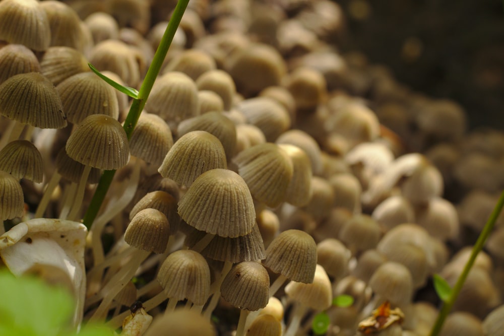 white mushroom close-up photography