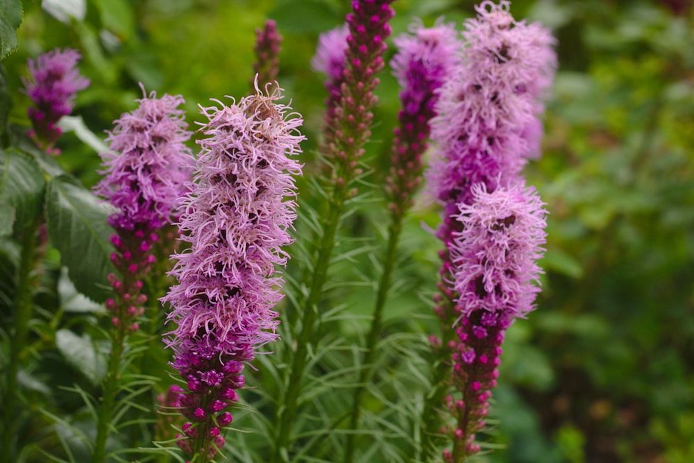 pink flowers