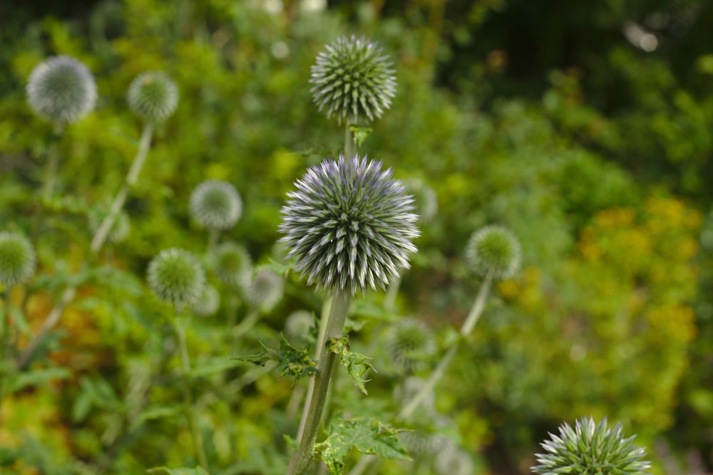 green petaled flowers