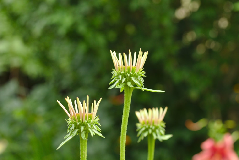 selective focus photography of yellow petaled flowers