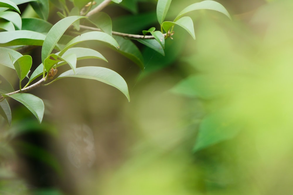 selective focus photography of green leaf