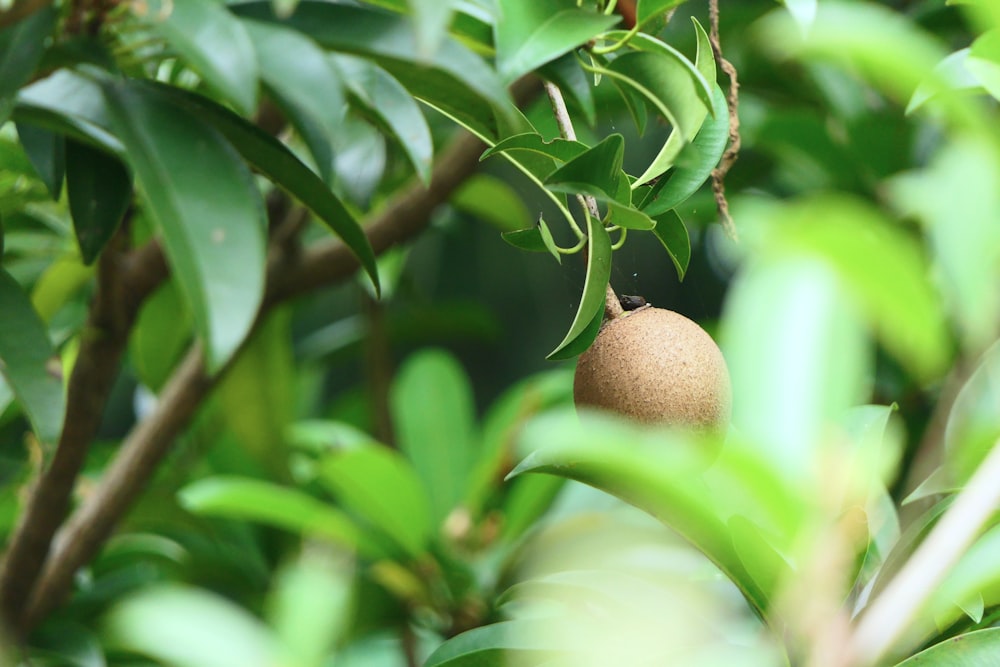 brown round fruit