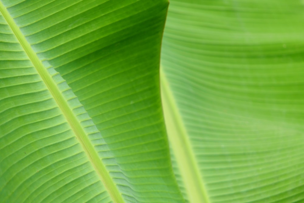 green banana leaves