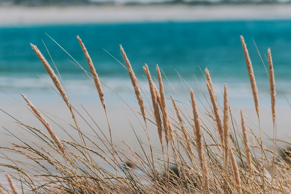 brown grass close-up photography