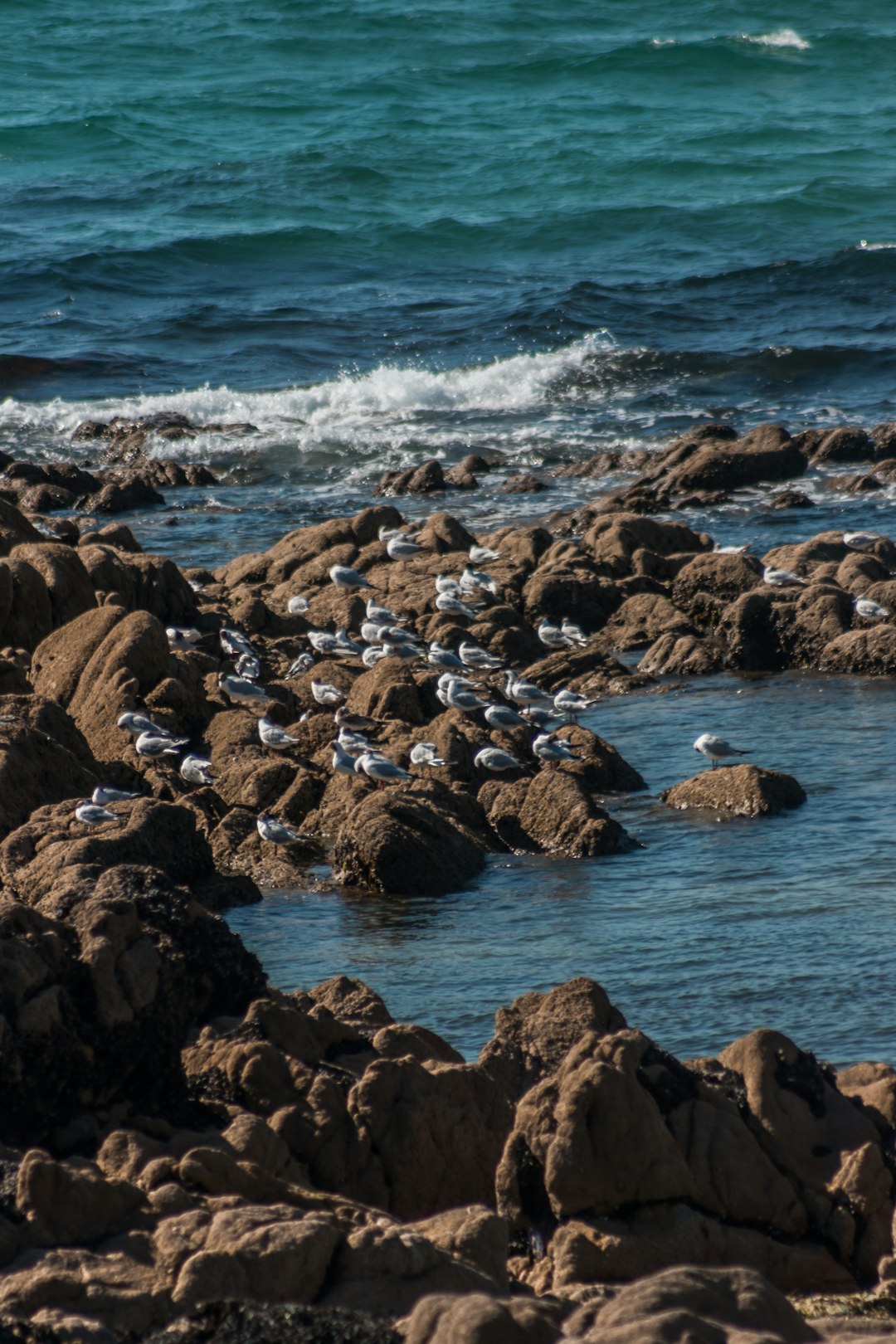 gray and white birds at a rocky beach