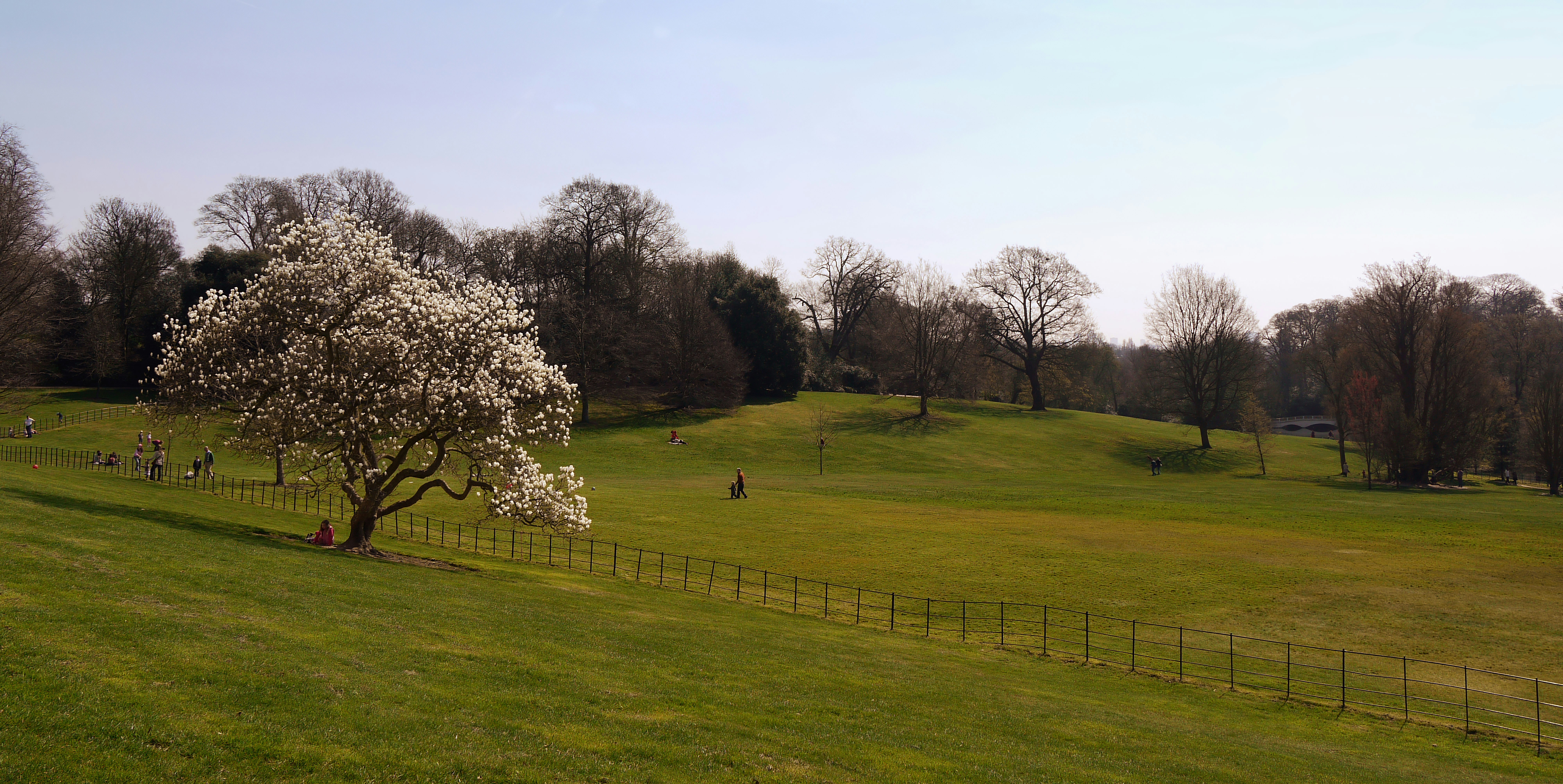 green-leafed trees