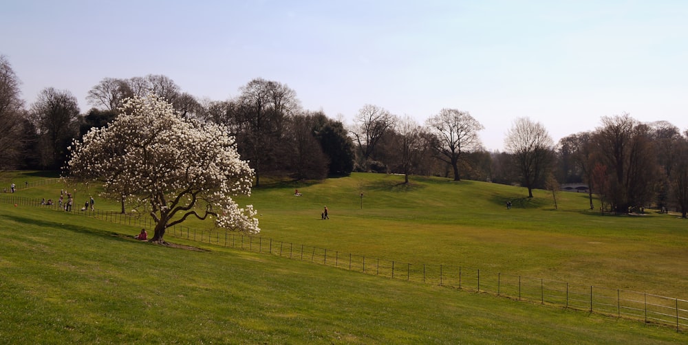 green-leafed trees