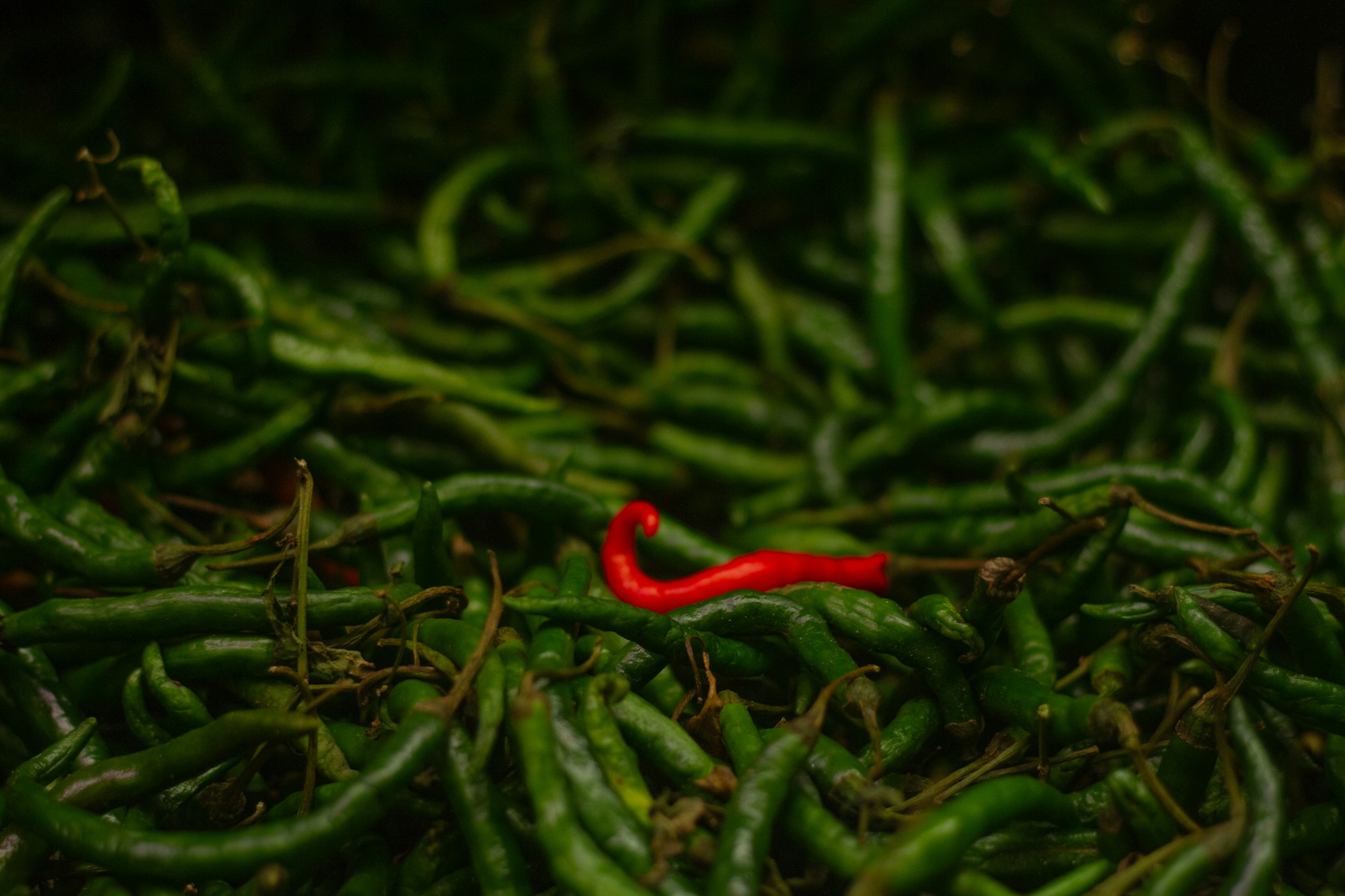 a red chili in a sea of green chilis