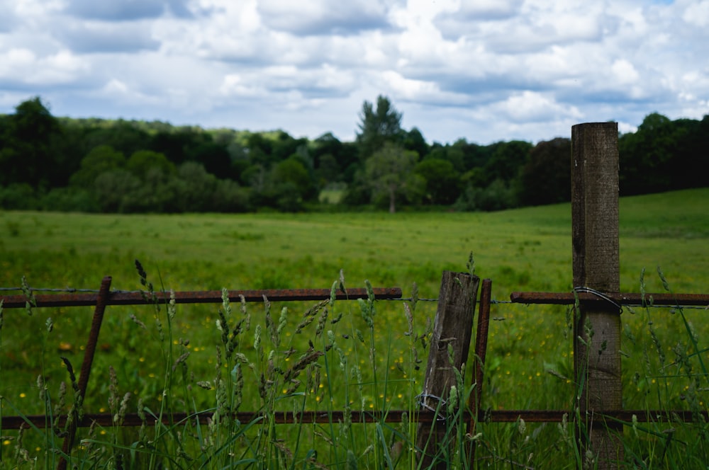 field of green plants