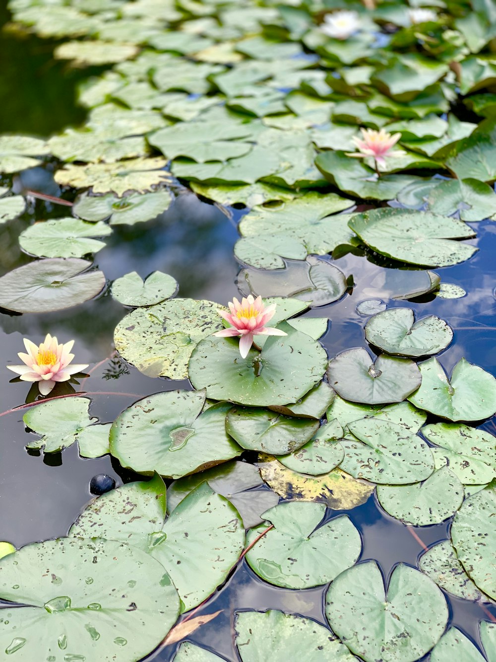 pink lotus flowers