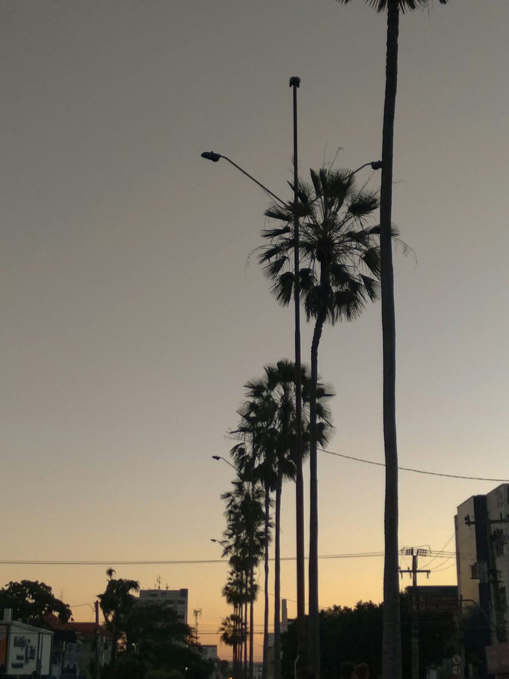 silhouette of coconut palm trees