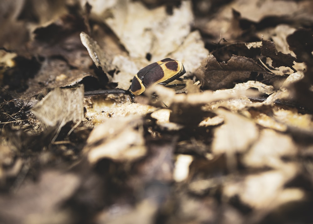 yellow and brown insect