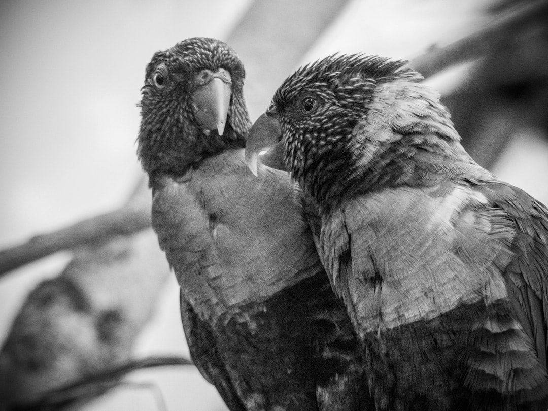 grayscale photo of two birds