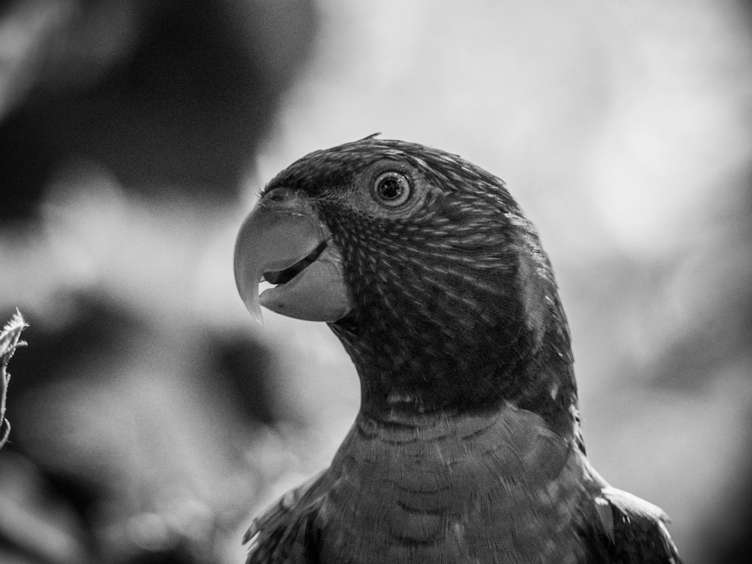 gray-scale photography of parrot