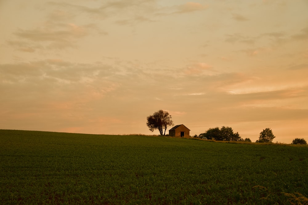 house and tree during golden hour