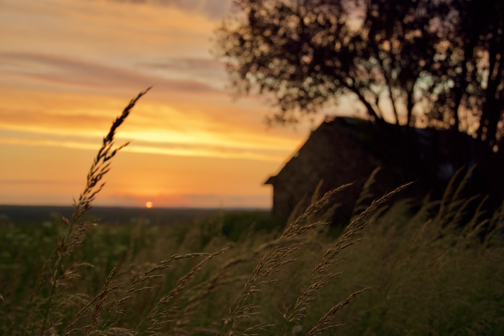 green grass close-up photography