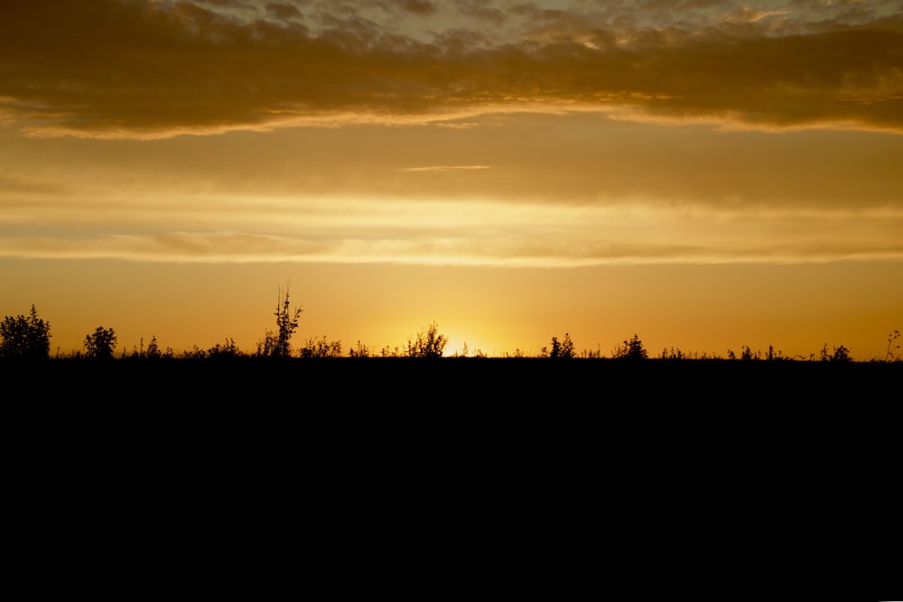 silhouette of trees