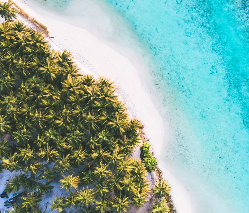 aerial photography trees near body of water