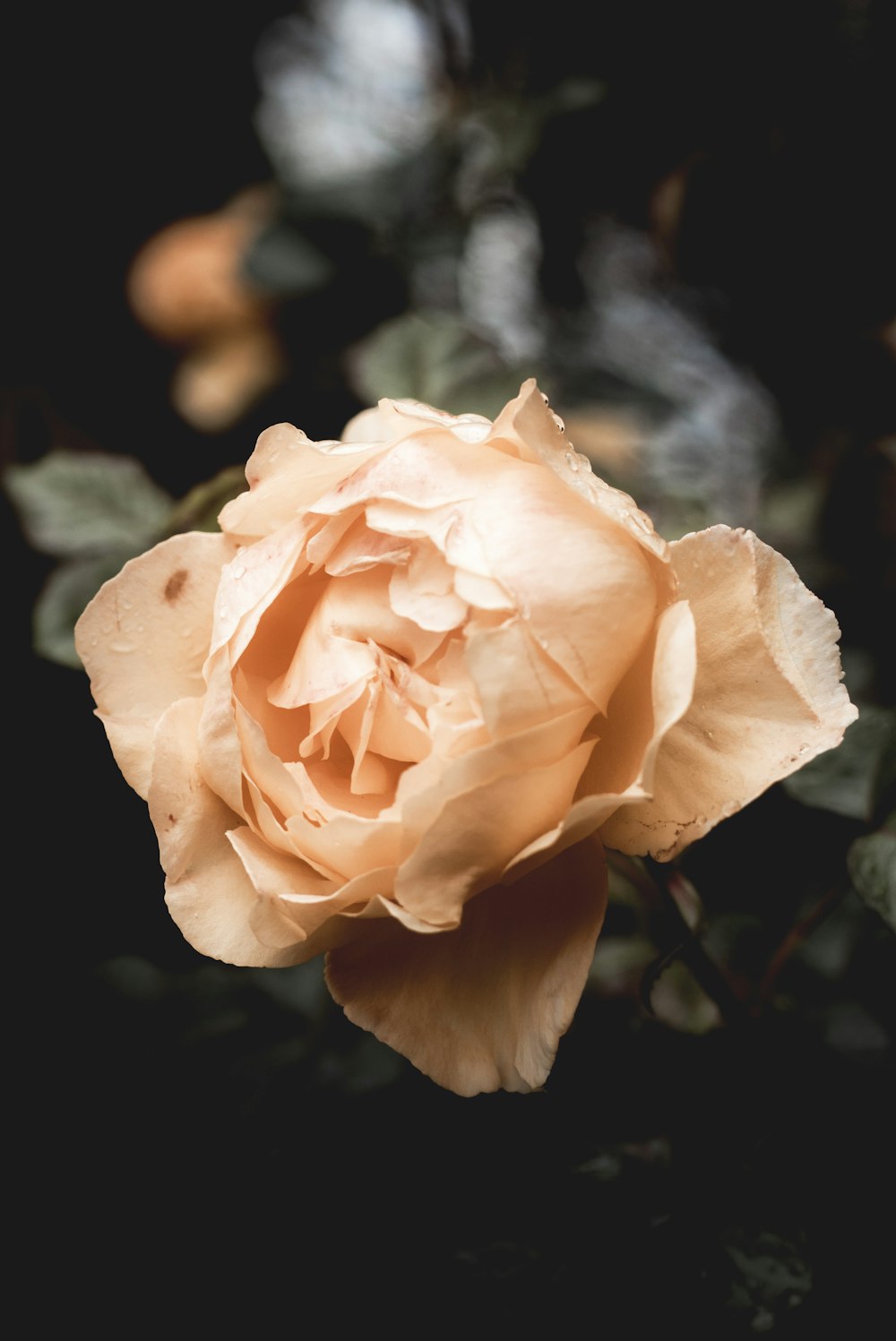 orange petaled flower close-up photography