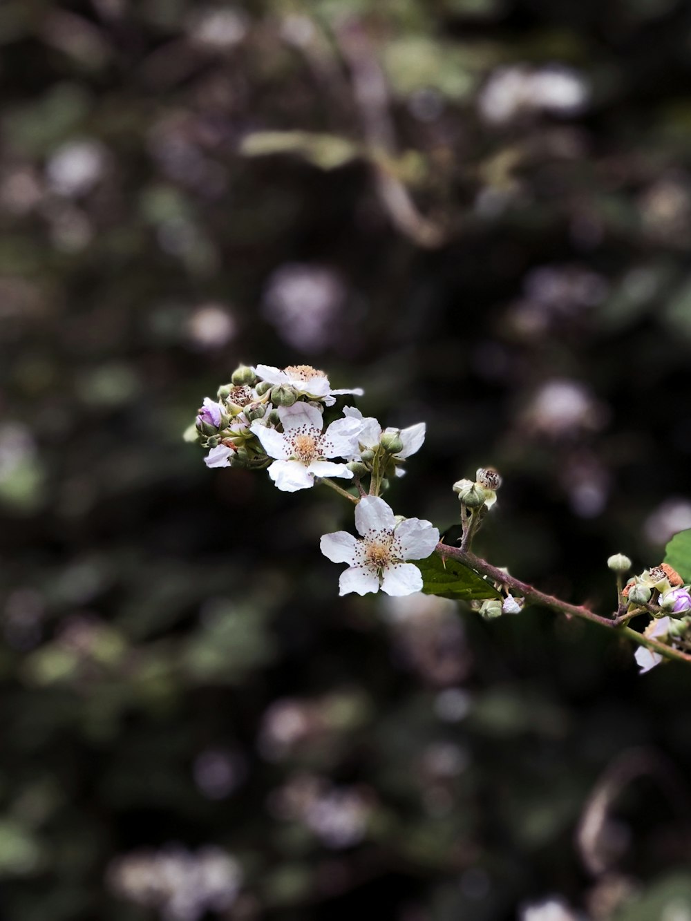 Photographie sélective de fleurs aux pétales blancs