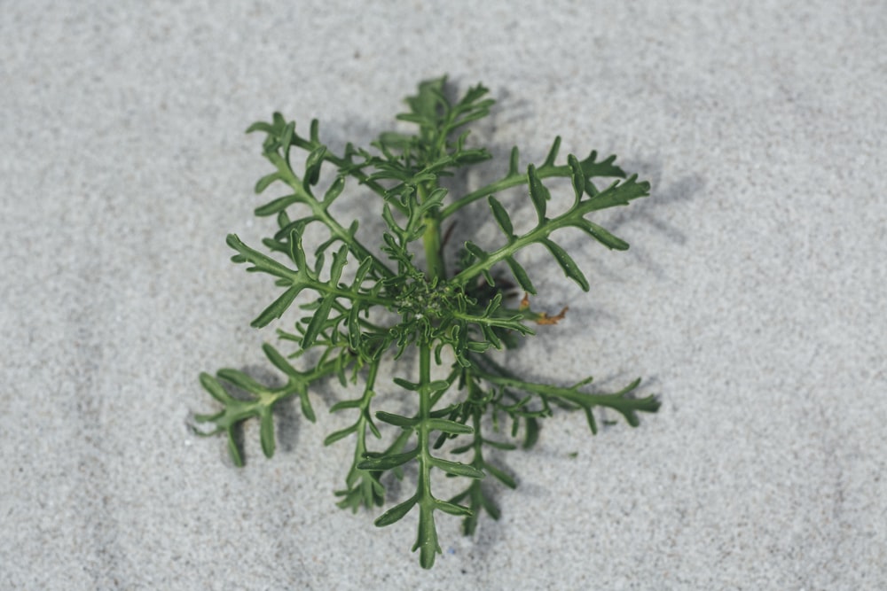 green-leafed plant