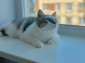 A soft gray cat perched on a windowsill, sun casting warm glow