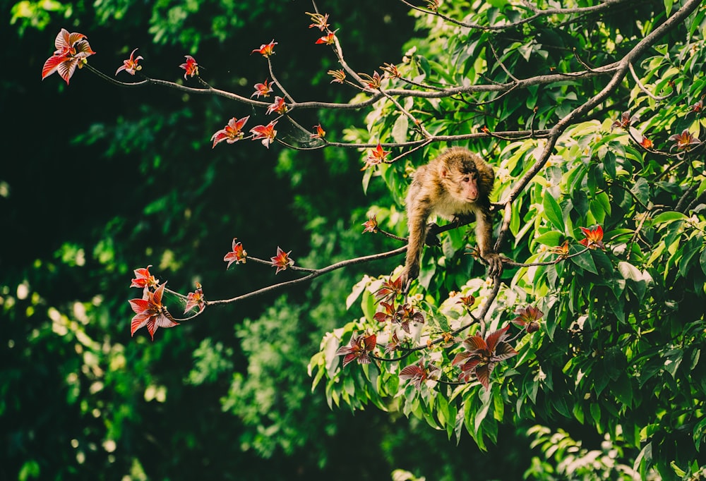 brown monkey on a tree