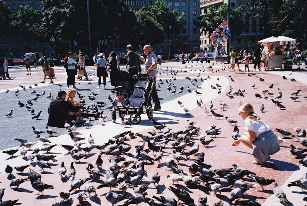 a court of gray pigeons