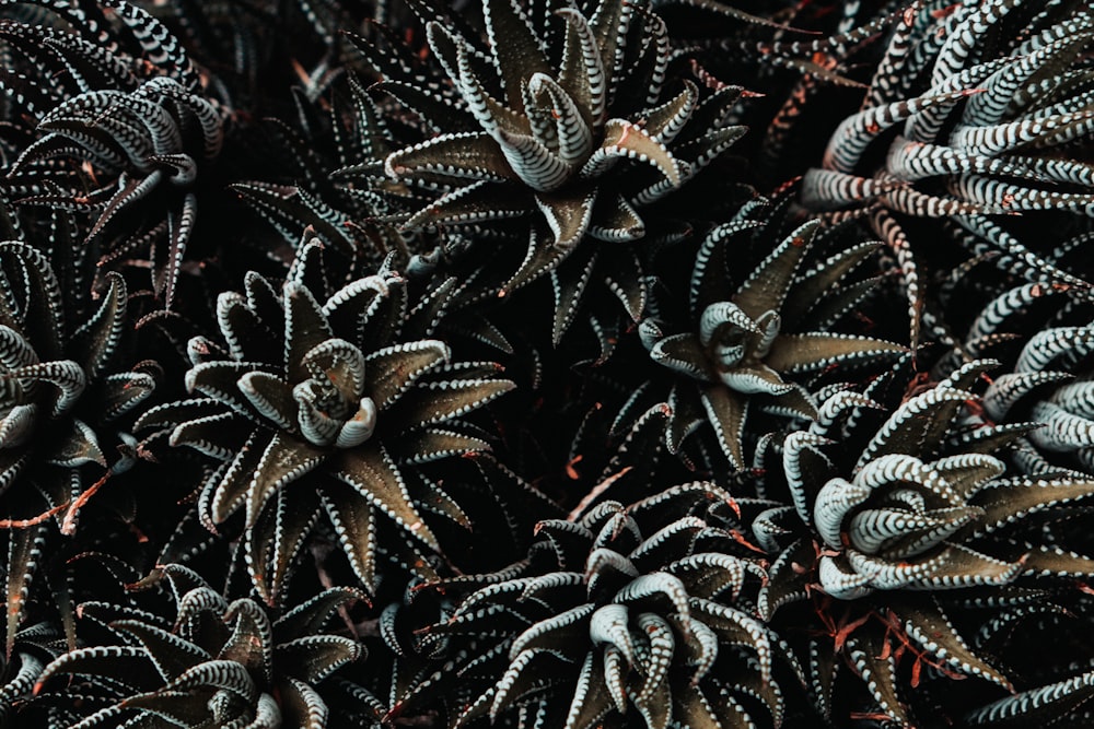 green and brown leaf plant close-up photography