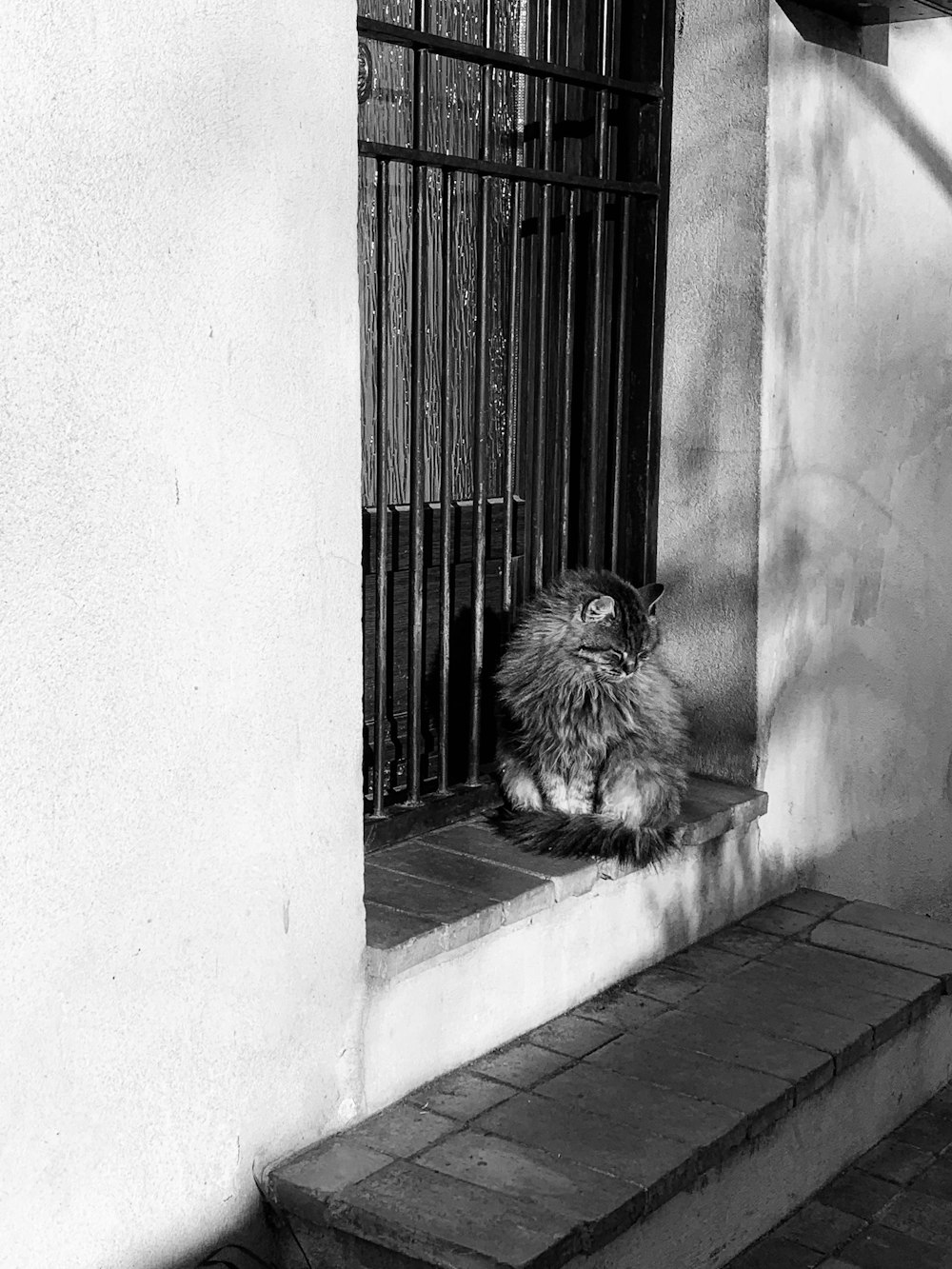 grayscale photo of a Himalayan cat