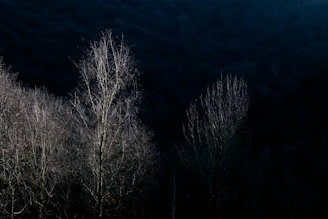 A moody, high-contrast photograph of a midnight forest scene, evoking the dark fantasy themes of Precious Viper Press.