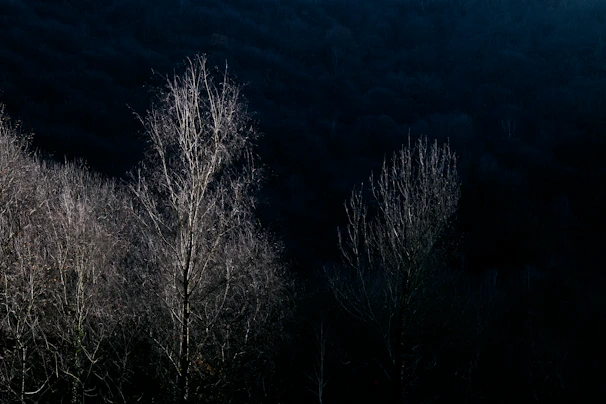 A moody, high-contrast photograph of a midnight forest scene, evoking the dark fantasy themes of Precious Viper Press.