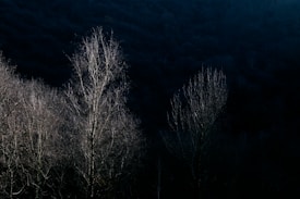A dark, wooded landscape with leafless trees standing starkly against a shadowy background. The scene is dimly lit, with faint light highlighting some branches, creating a somber and moody atmosphere.