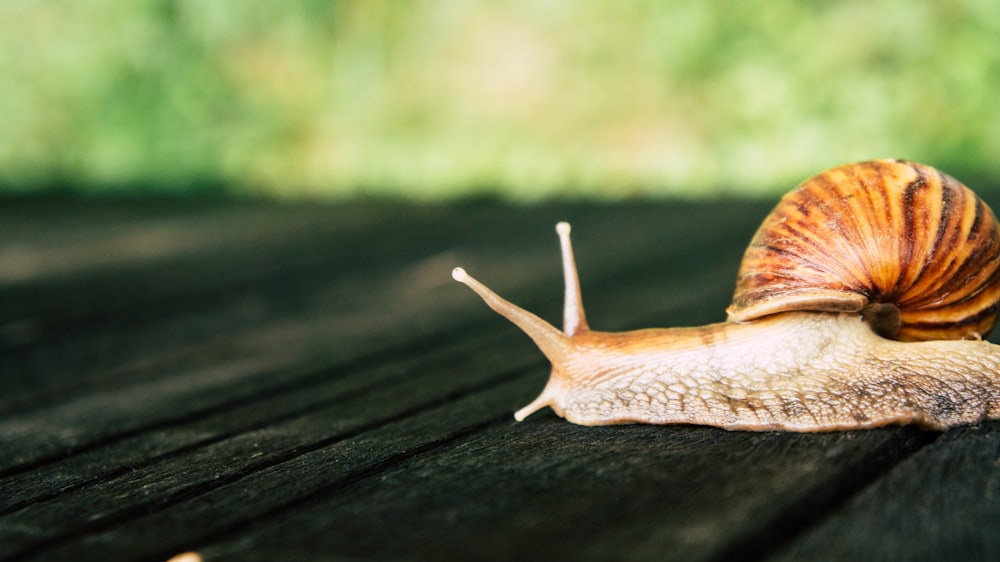 braune Schnecke