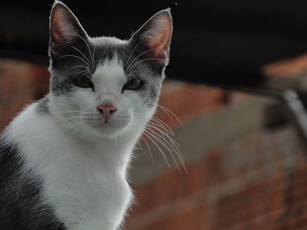 white and black cat