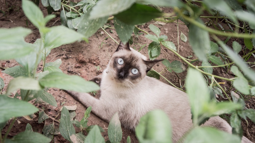 brown and grey cat