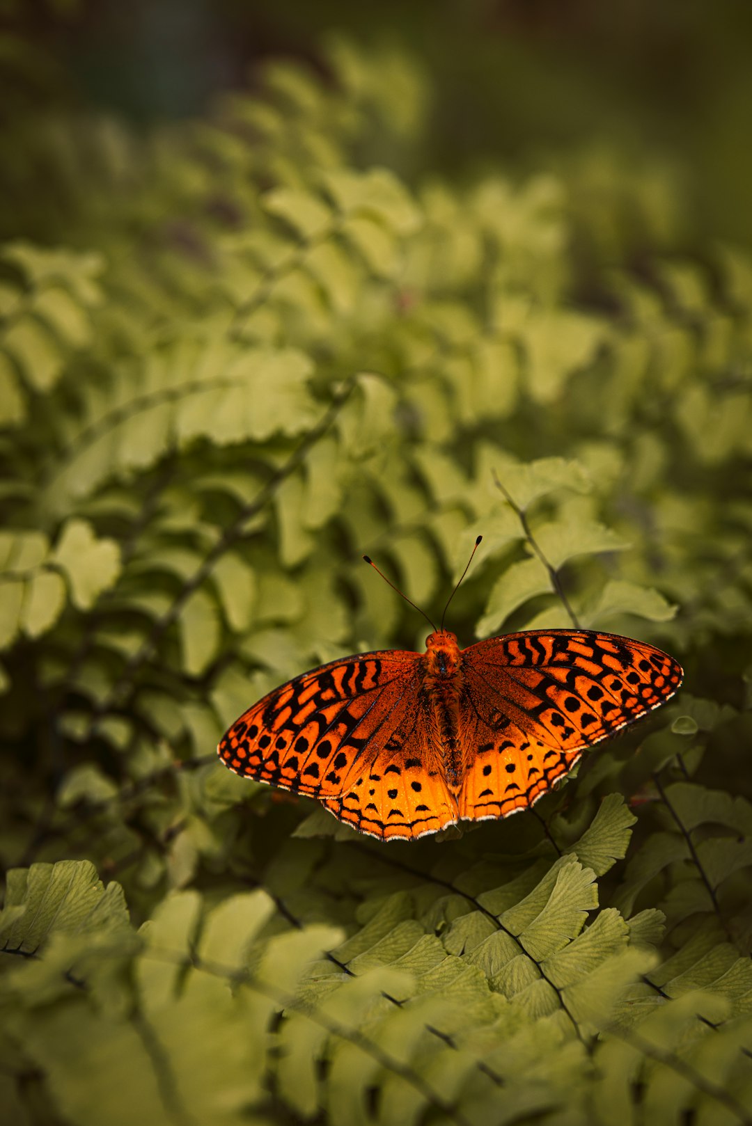 selective focus photography of brown butterfly