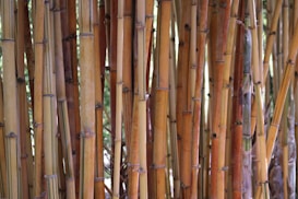 A dense cluster of tall bamboo stalks with a smooth texture and a range of earthy colors, including shades of brown and green. The stalks are closely positioned with nodes visible along their length.