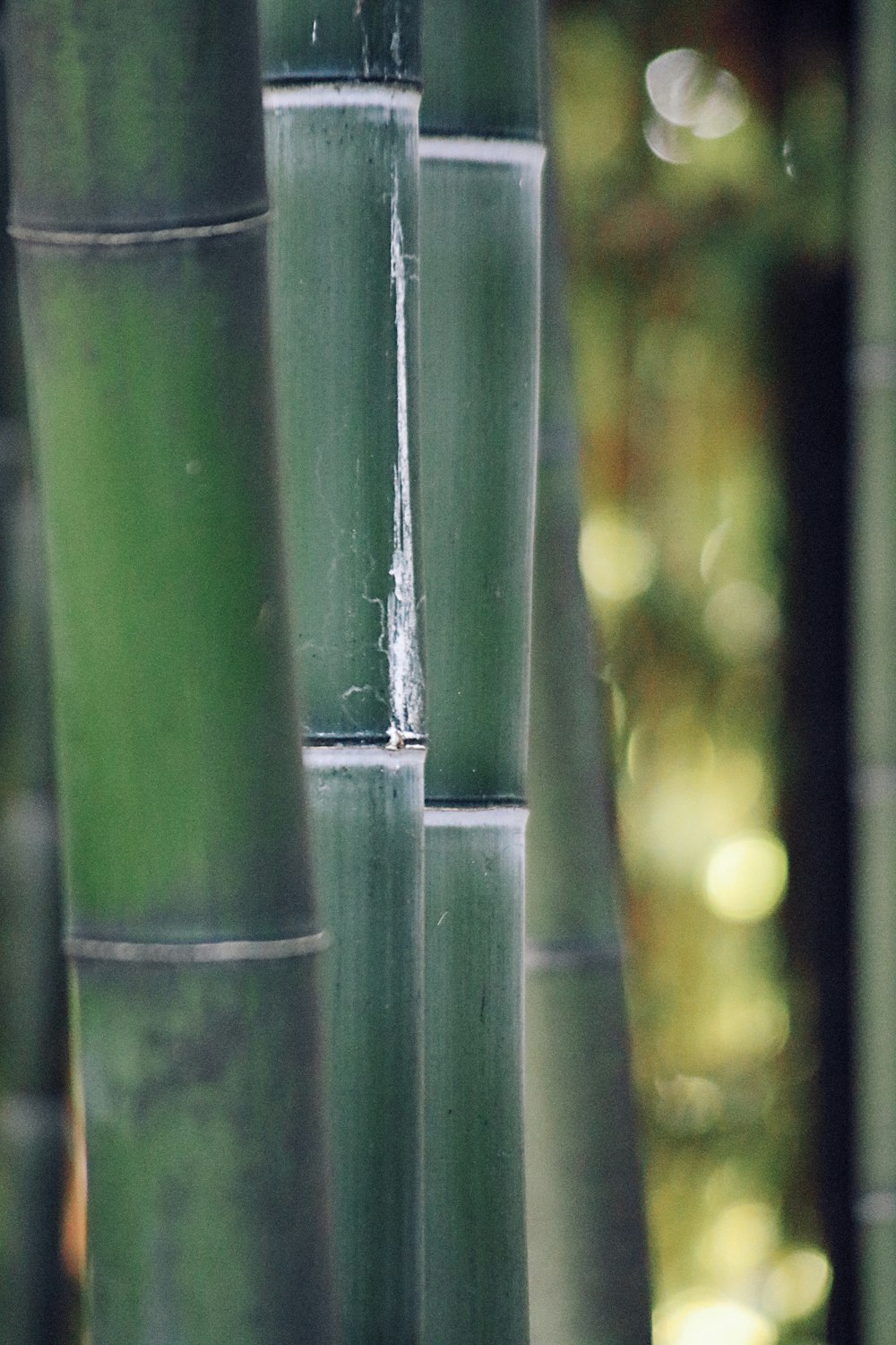 green bamboo