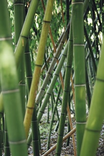 green bamboo