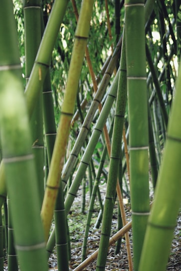 green bamboo