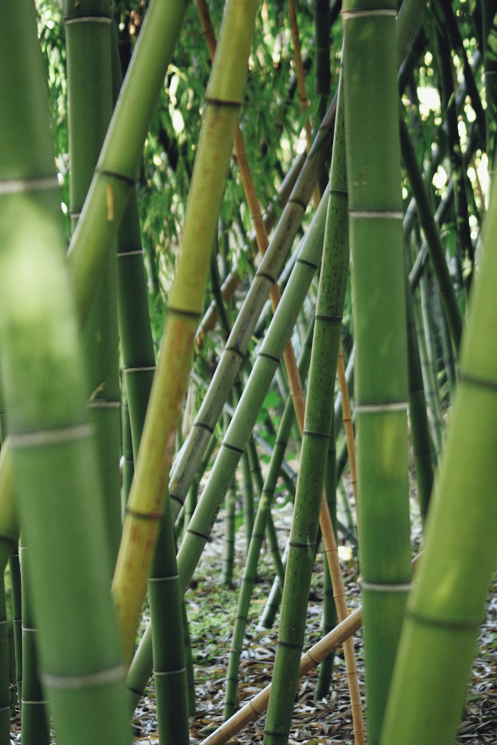 green bamboo