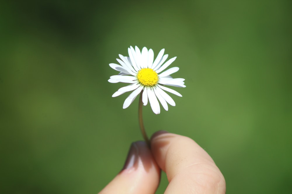 shallow focus photography of white and yellow flower