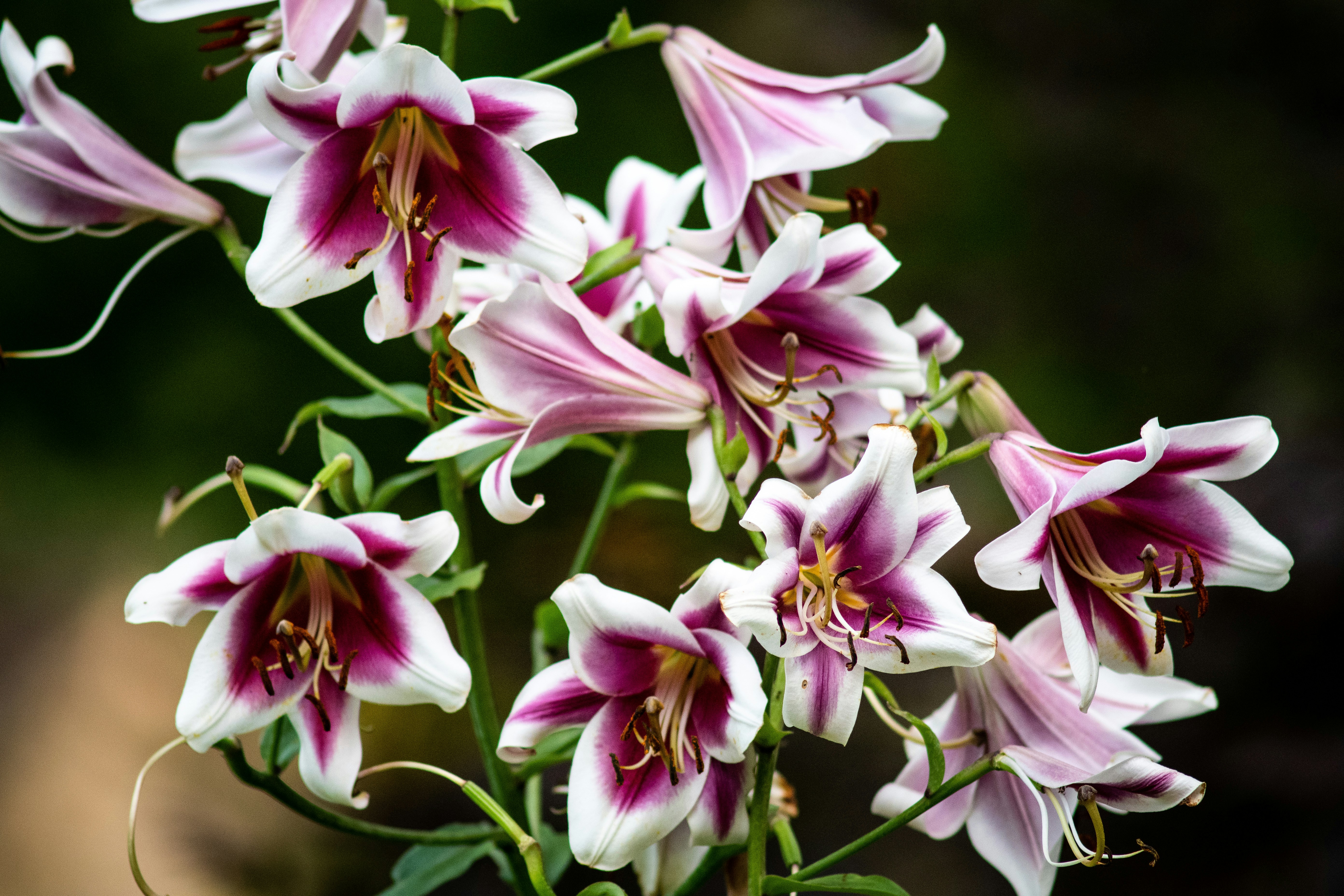 purple petaled flower