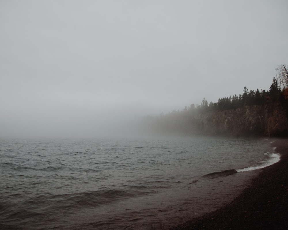 fogs covered sea and trees