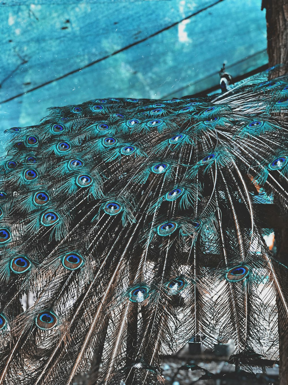 Peacock feathers