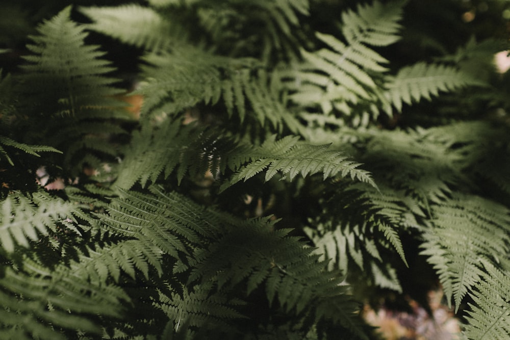 closeup photography of green fern plant