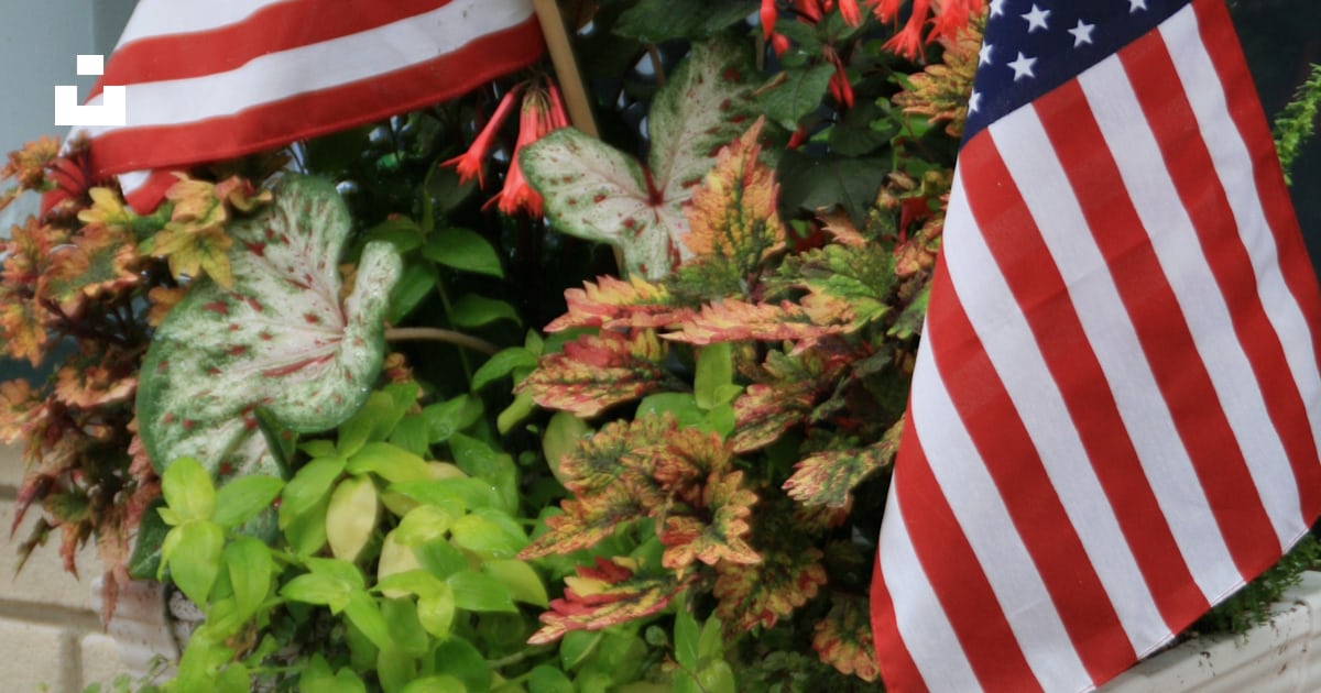 USA flaglets photo – Free Usa Image on Unsplash