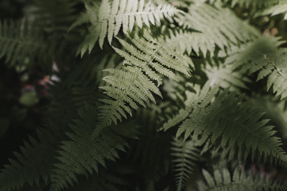 closeup photo of fern plant