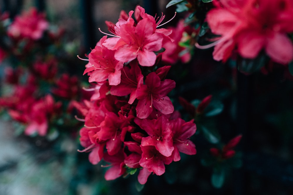 fleurs roses en fleurs